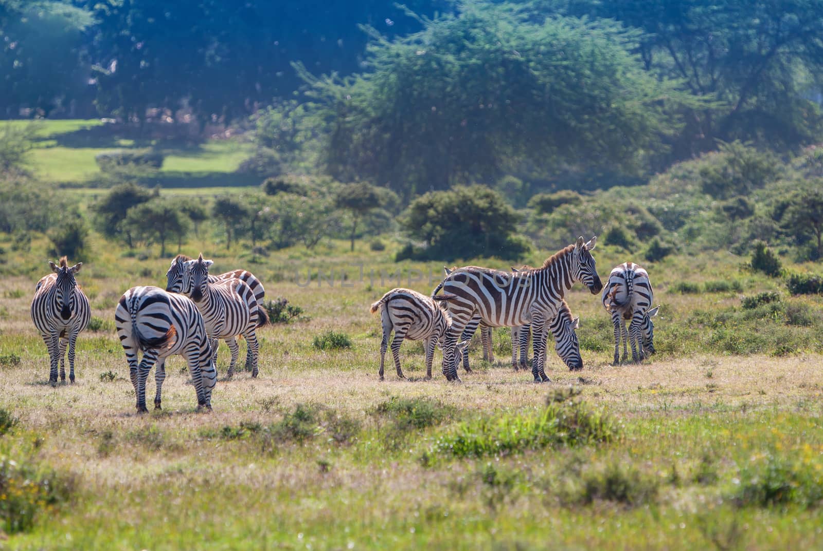 Herd of wild zebras  by master1305