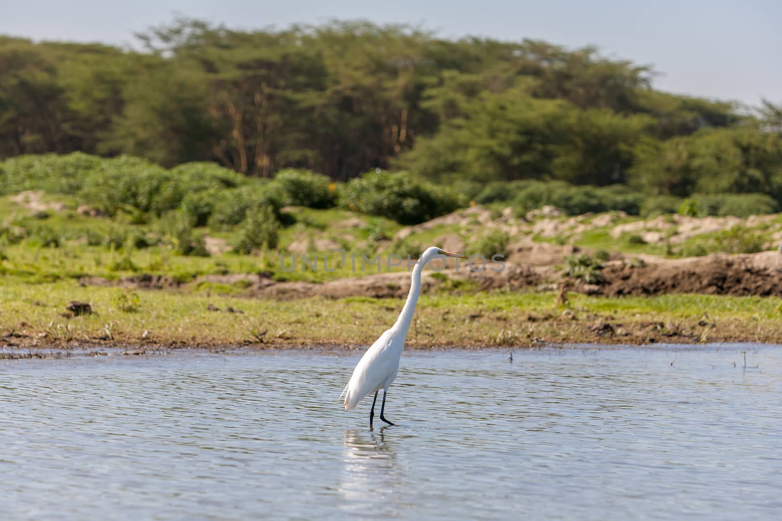 white heron against the blue pond. Kenya