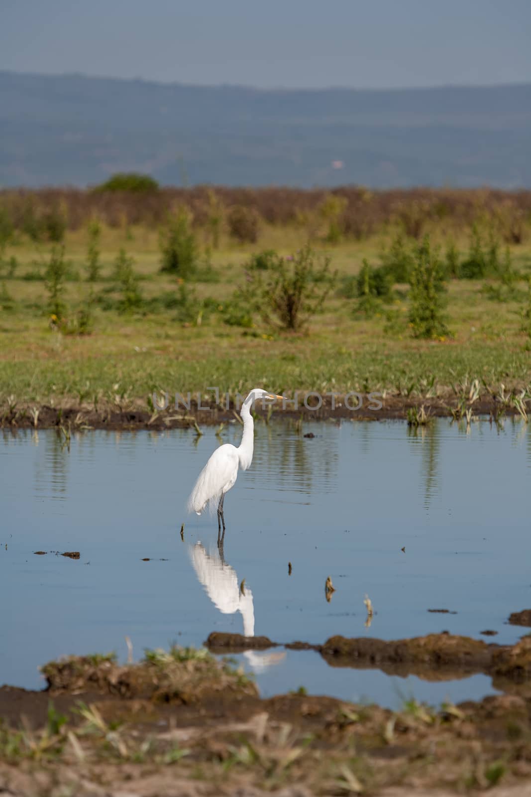 The one white heron against the blue pond
