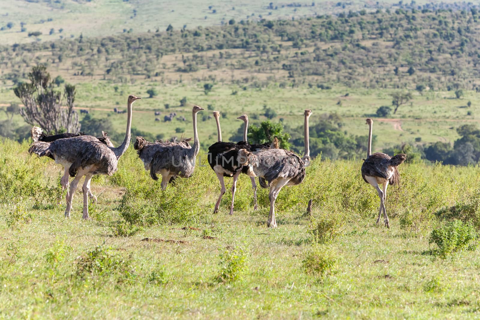Ostriches  walking on savanna in Africa. Safari in Amboseli, Kenya