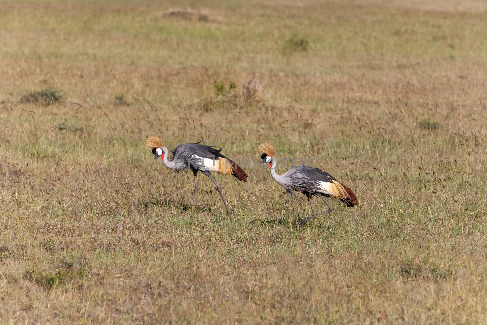 Two Crowned Crane on green grass of savanna