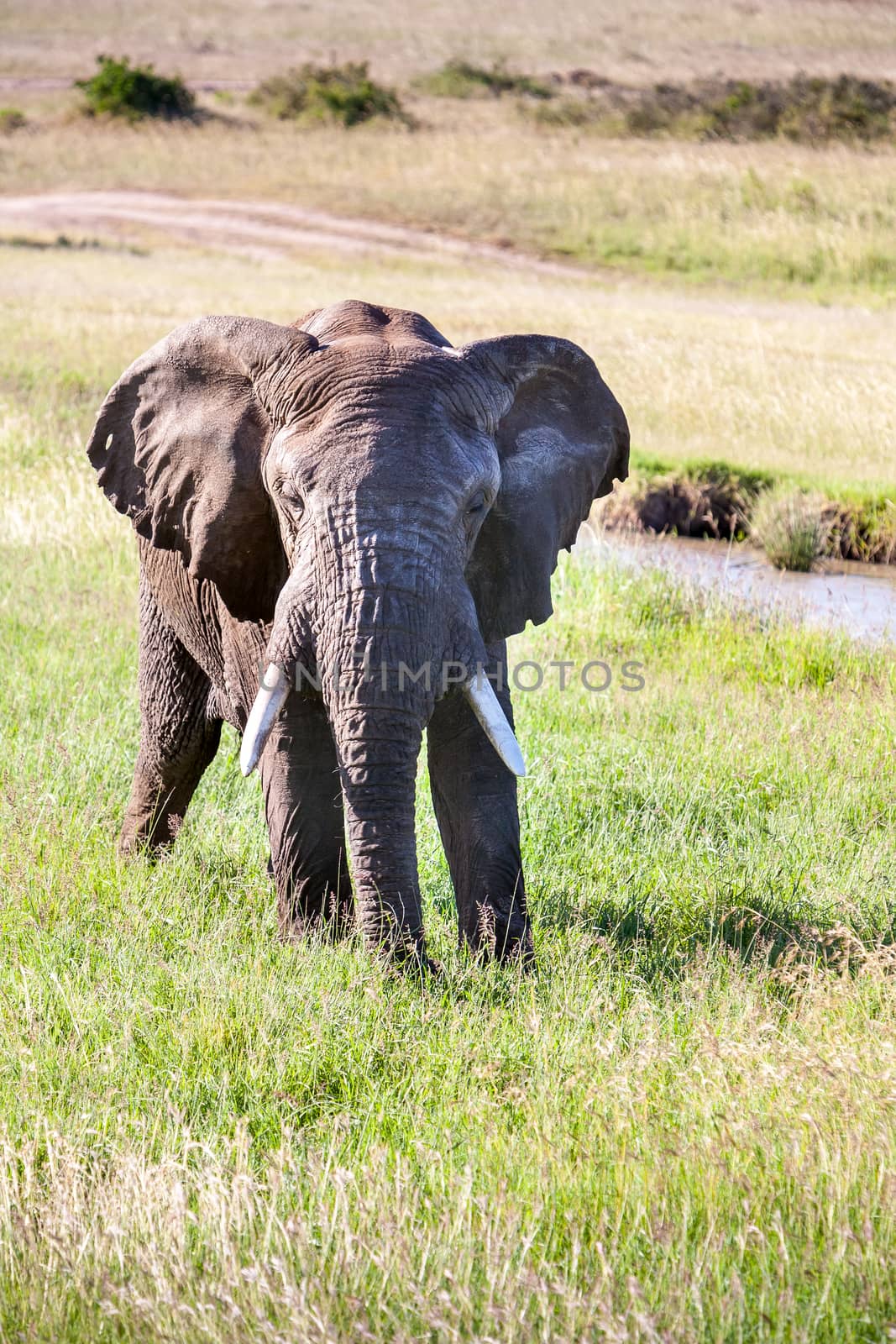 African elephant walking in the savanna. Kenya Africa