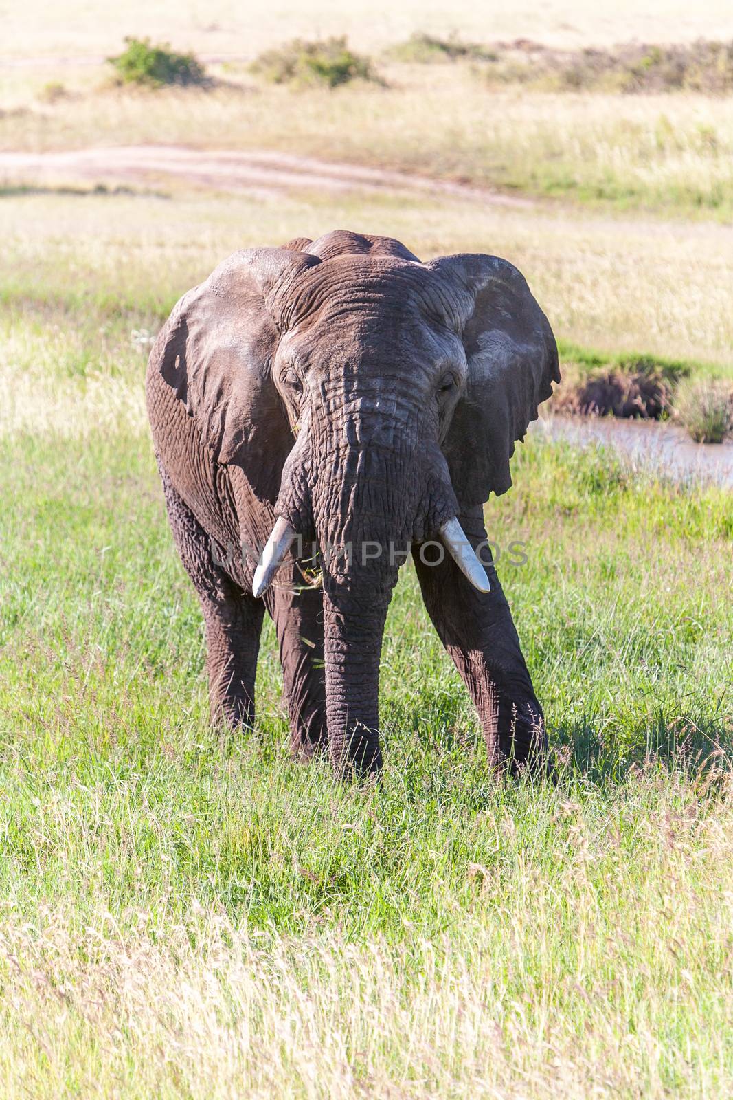 One african elephant walking in the savanna