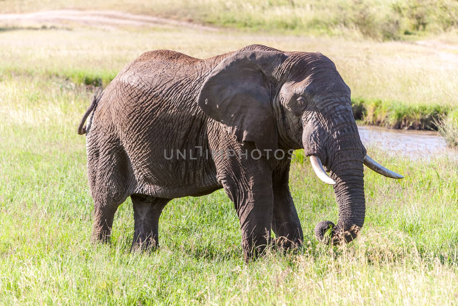 The African elephant walking in the savanna