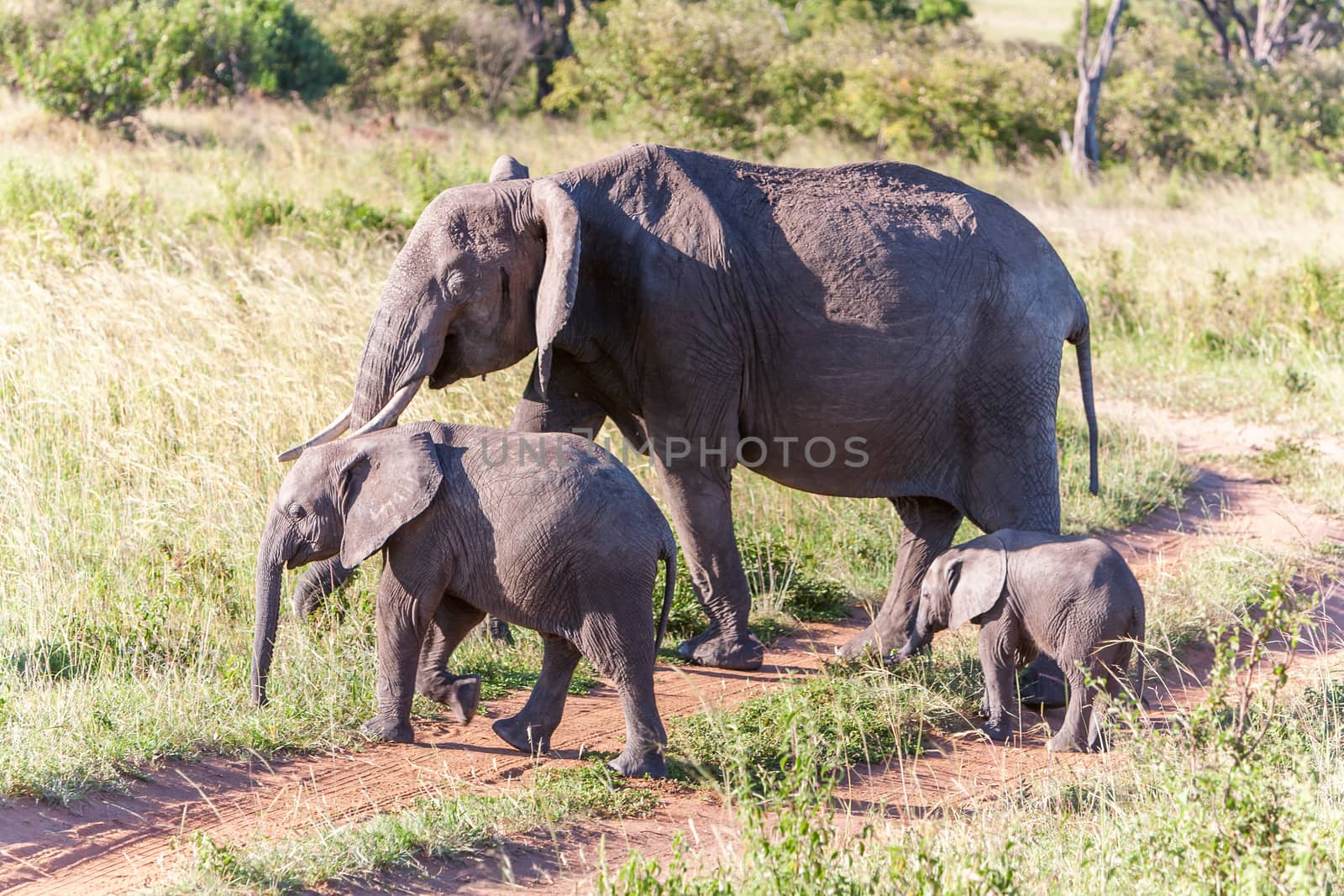 African elephant family walking in the savanna