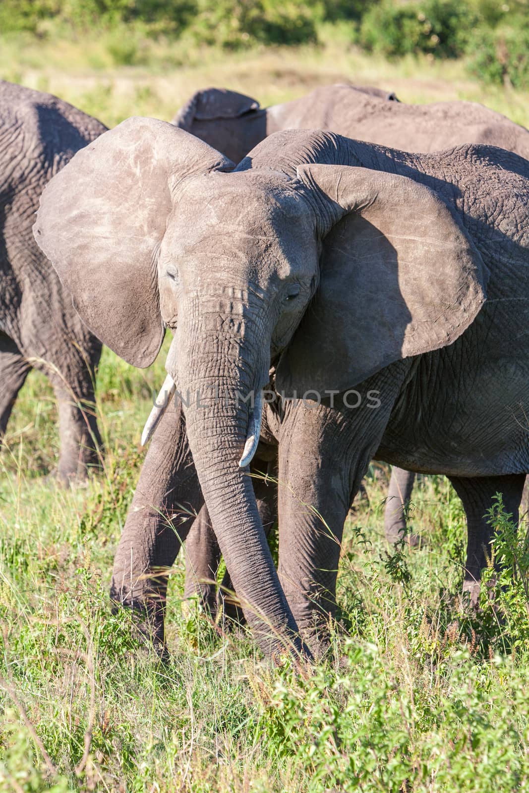 The african elephant walking in the savanna