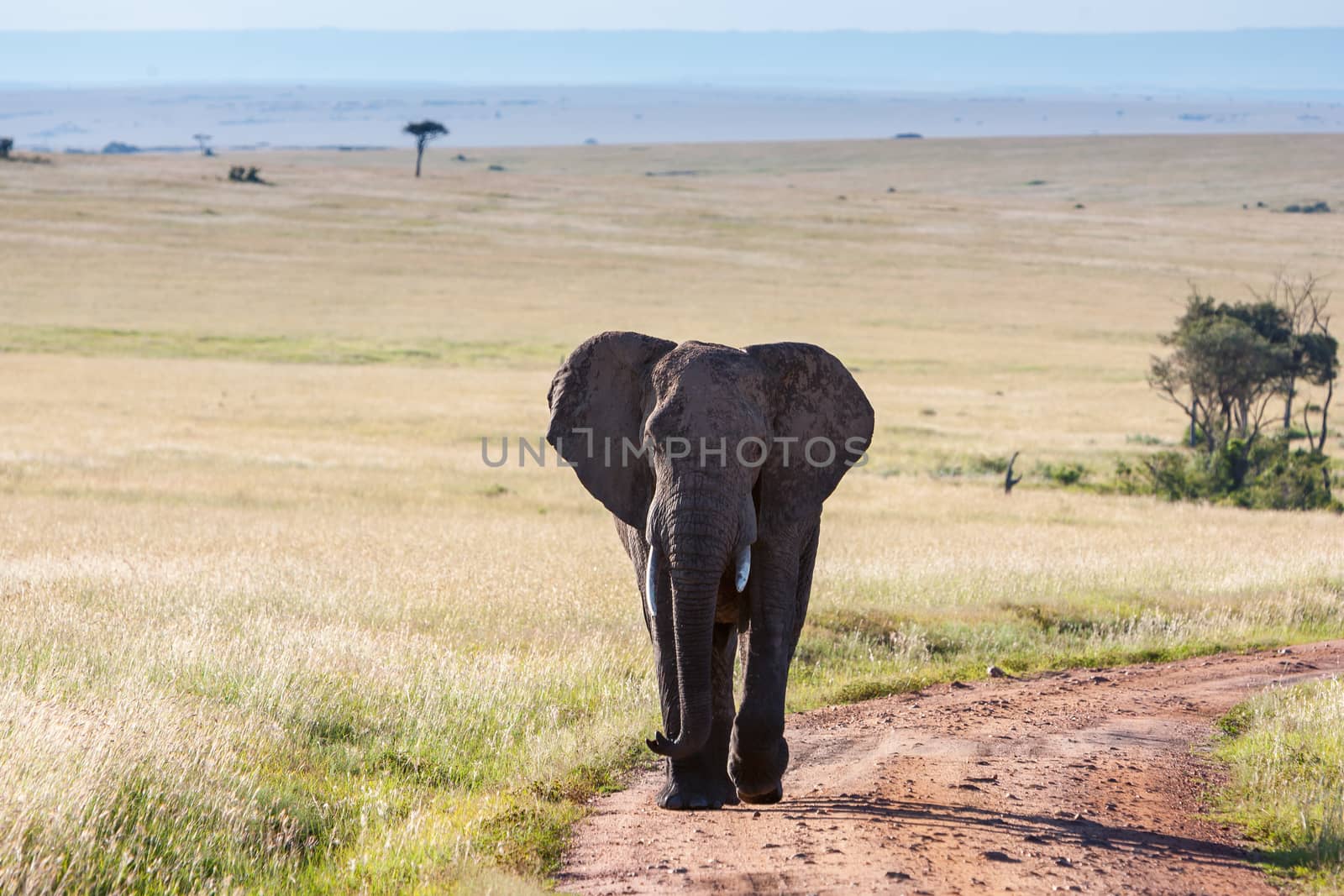 The african elephant walking in the savanna
