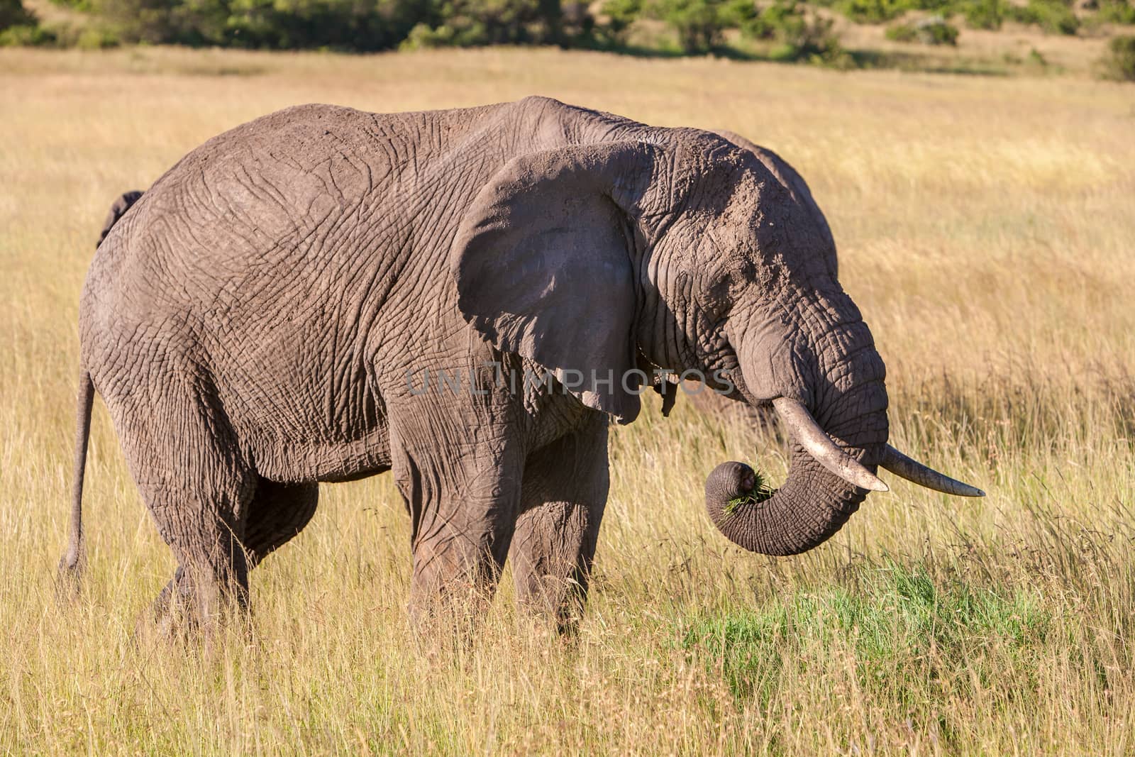 African elephant walking in the savanna. Kenya Africa