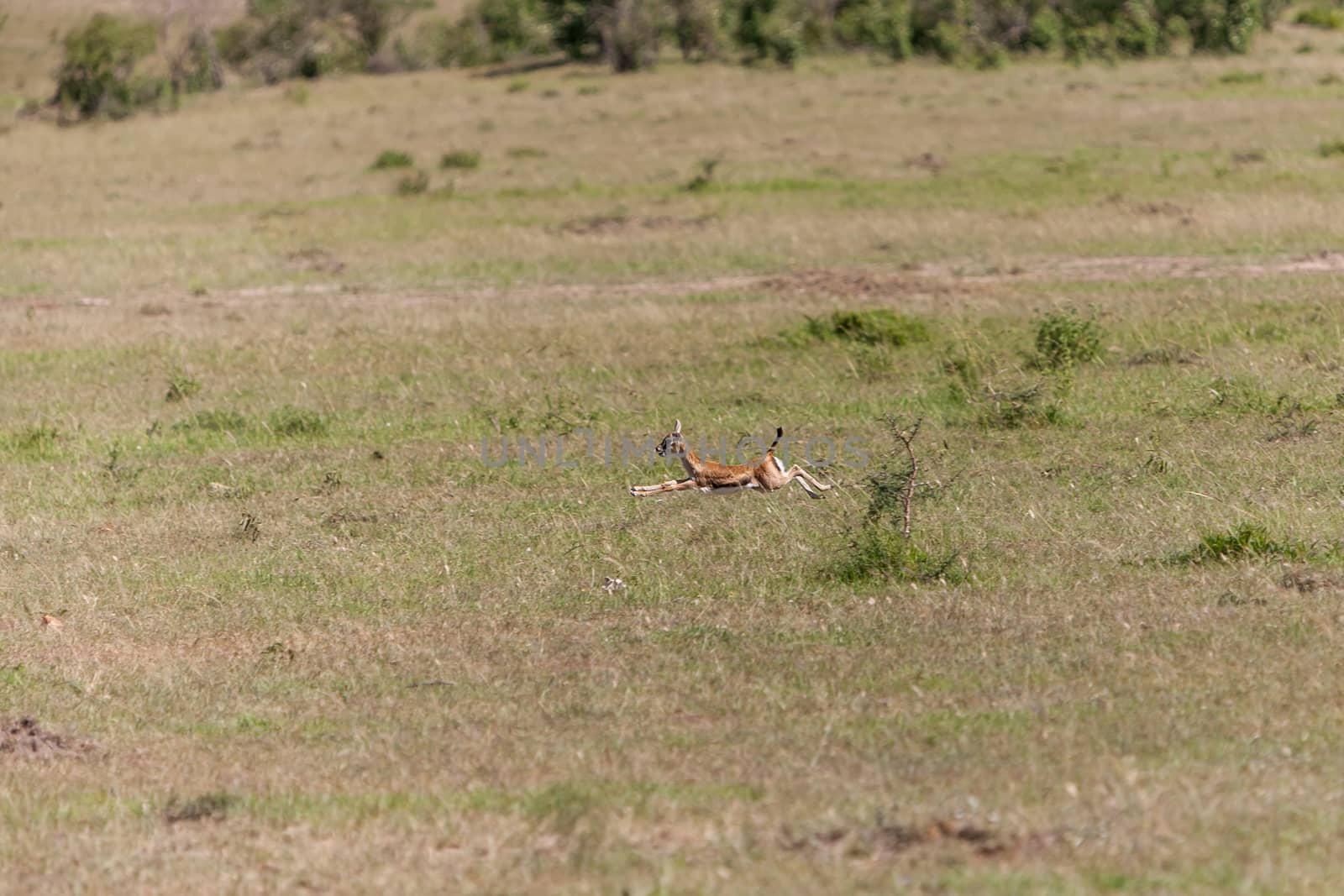 Safari.  baby antelope on a background of green grass