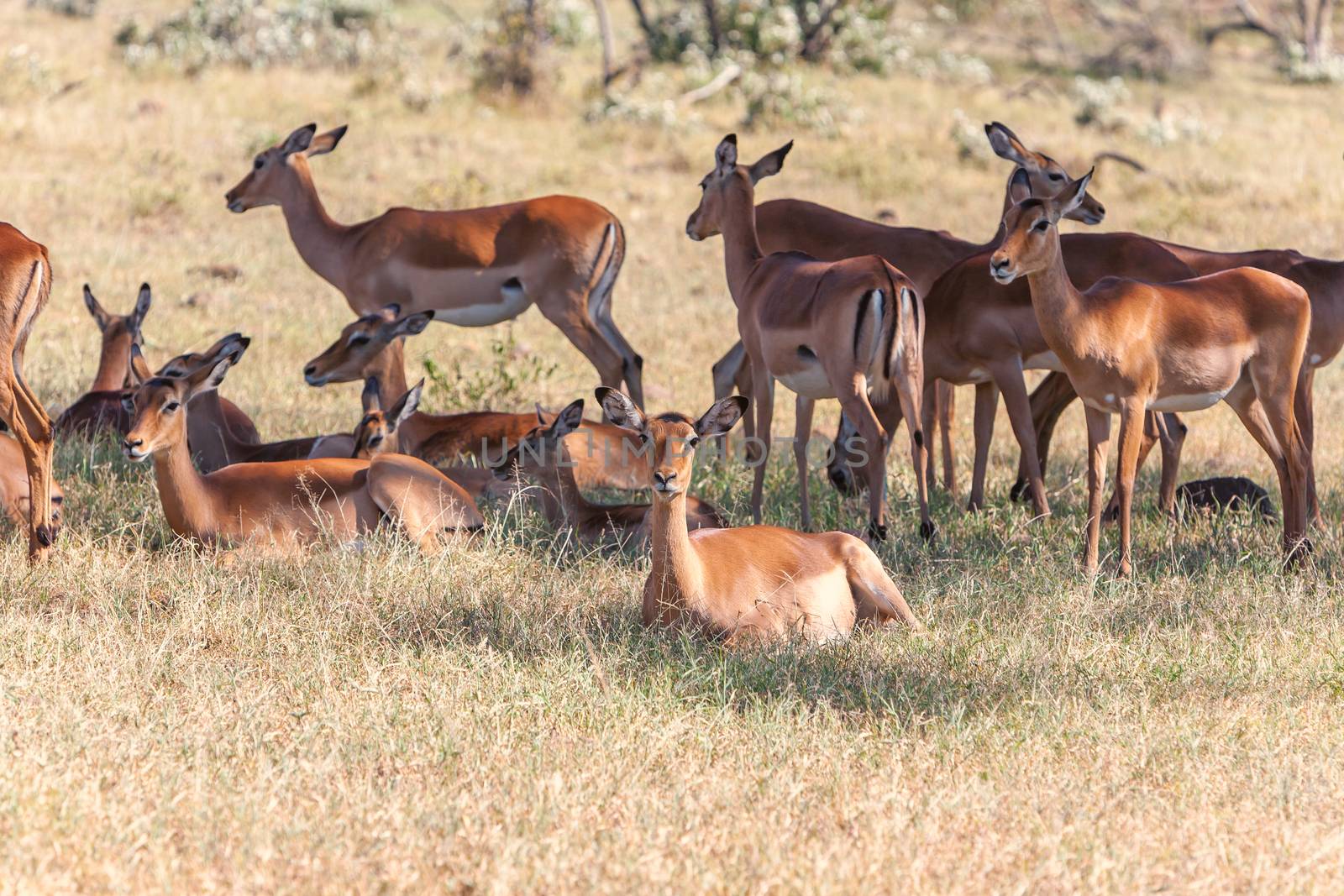 The group of antelopes on the grass. Kenya, Africa 