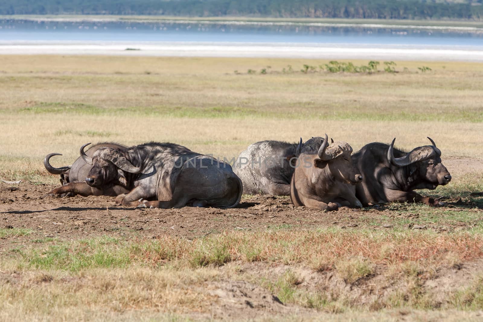 The wild black African Buffalos lie on the grass savanna in Kenya, Africa