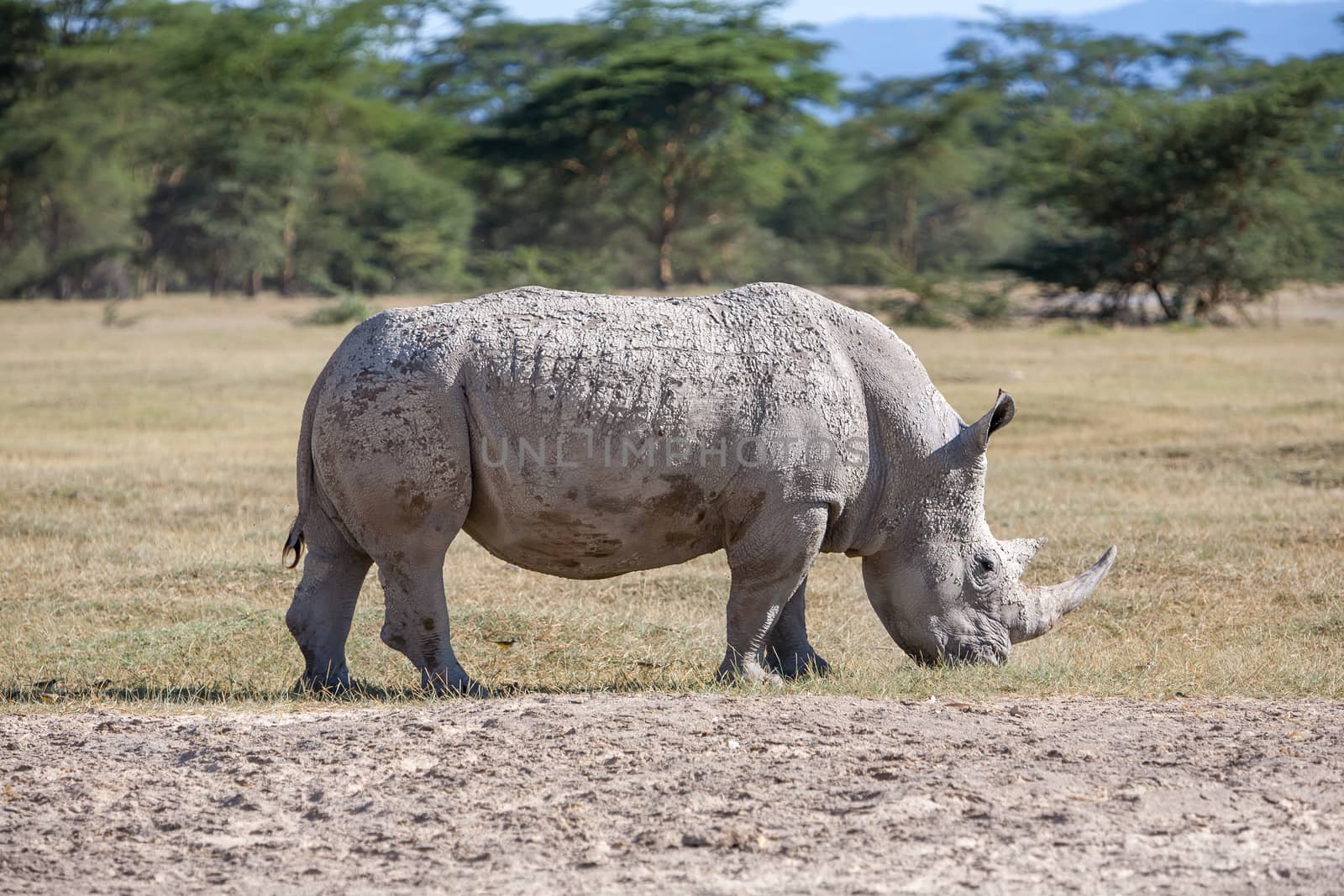 Safari - rhino on the background of savanna