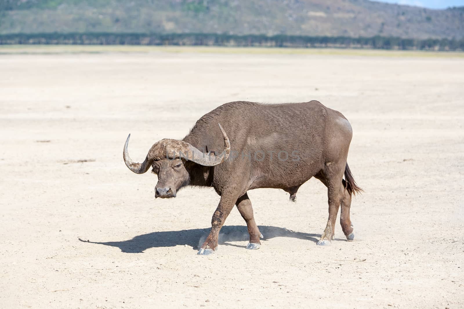 Wild African Buffalo on the background of the earth in Kenya, Africa