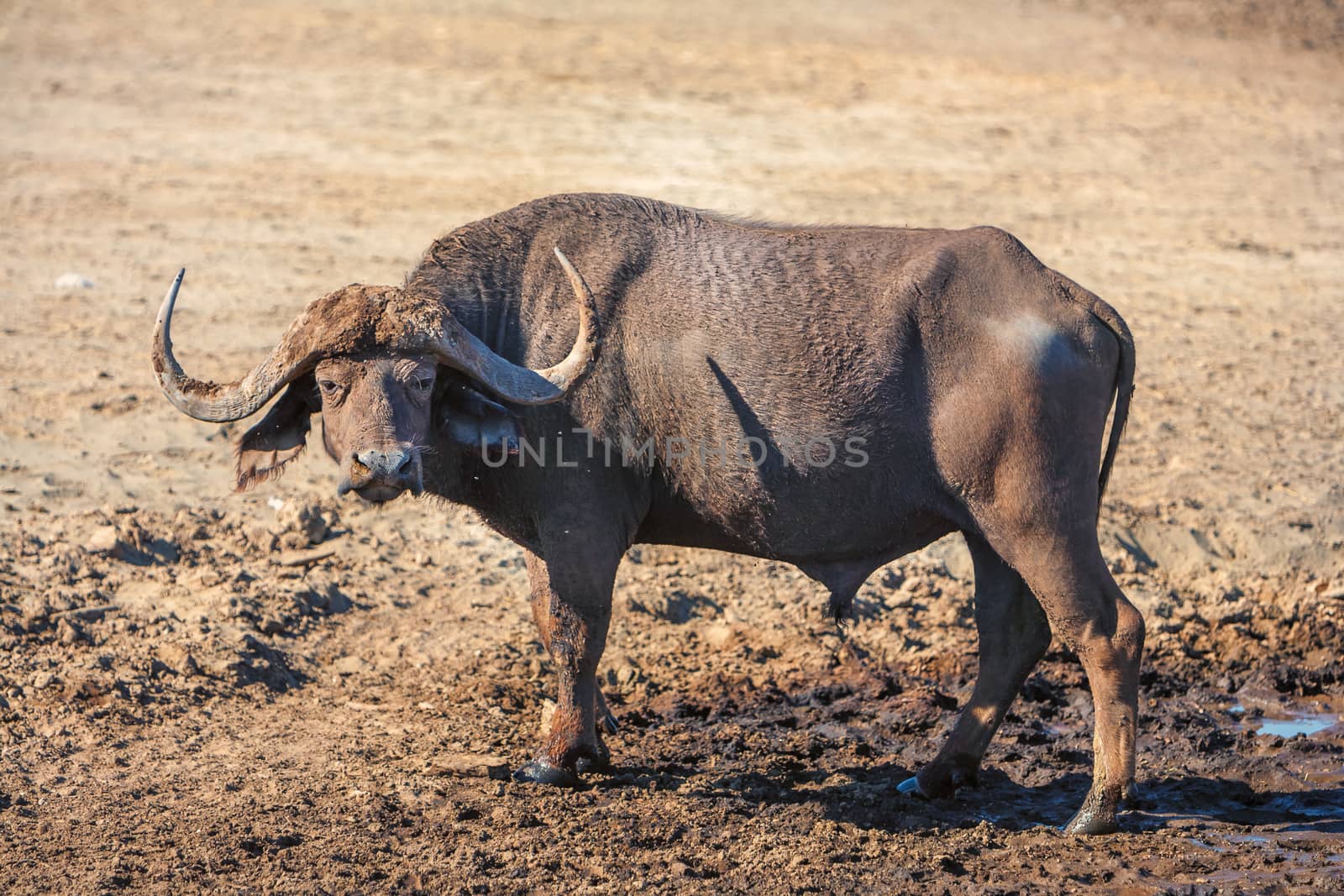 Wild African Buffalo  on the background of the earth in Kenya, Africa