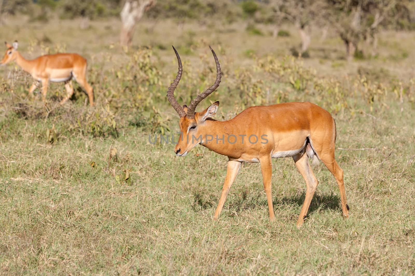 Safari. antelope on a background of green grass