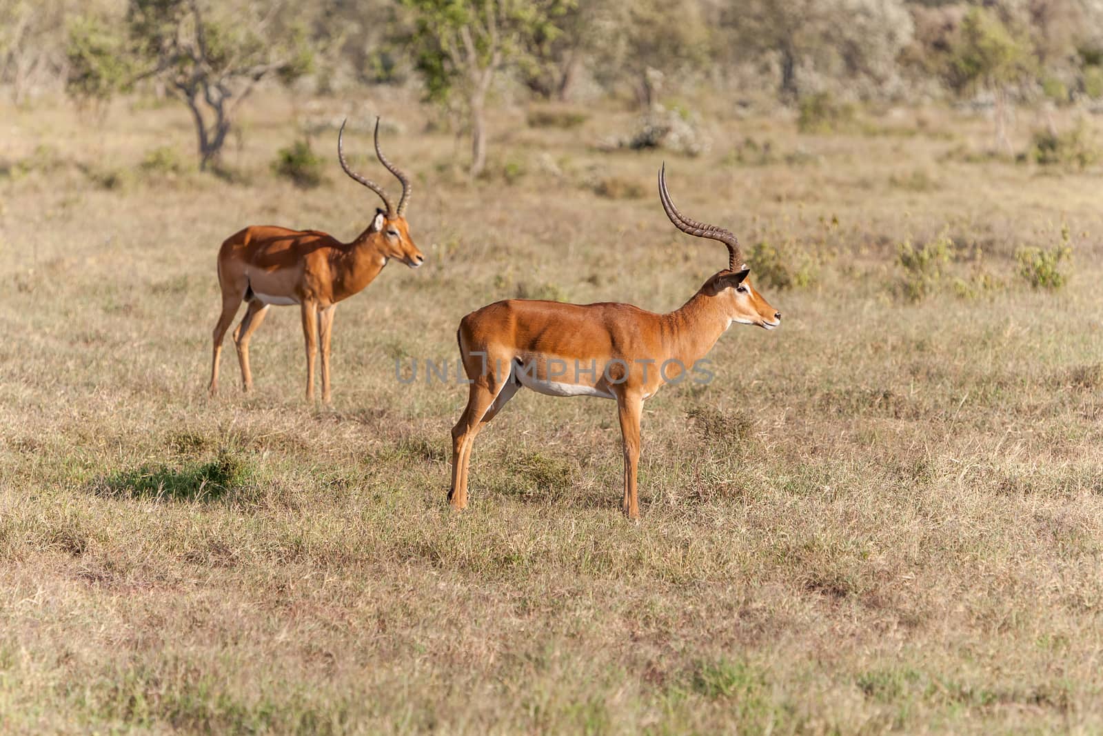 Safari. Two antelopes on a background of grass