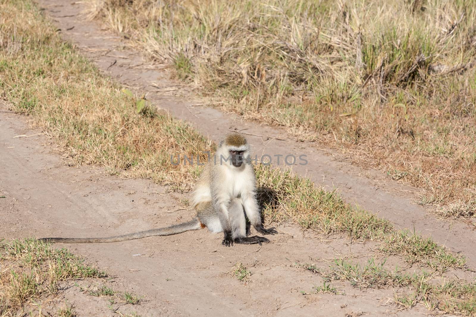 baboon sitting on a road, Kenya, Africa