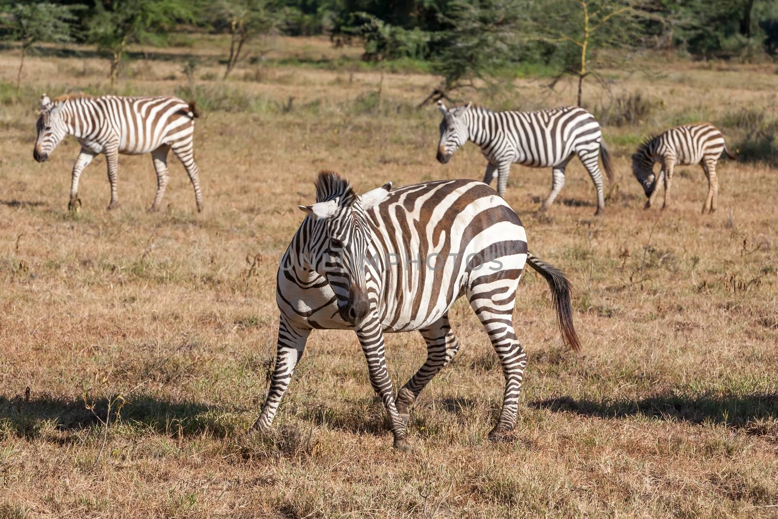 Zebras in the grasslands  by master1305