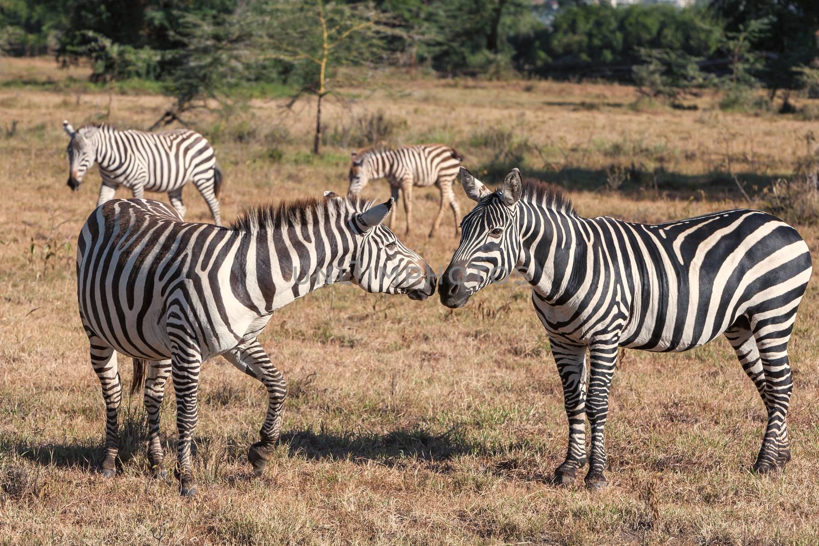 two zebras in the grasslands, Africa. Kenya