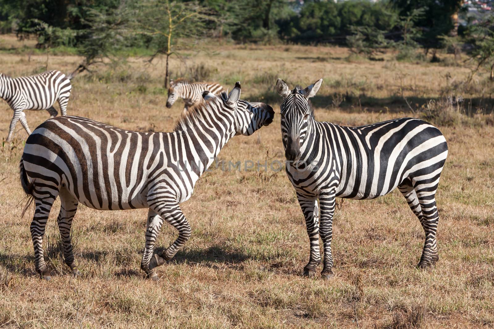 Zebras in the grasslands  by master1305