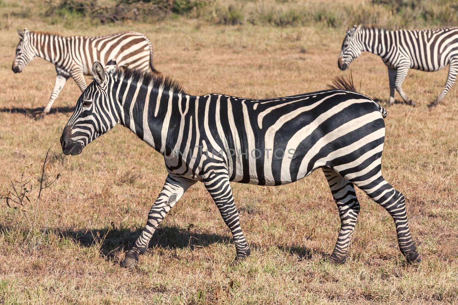 The zebras in the grasslands, Africa. Kenya