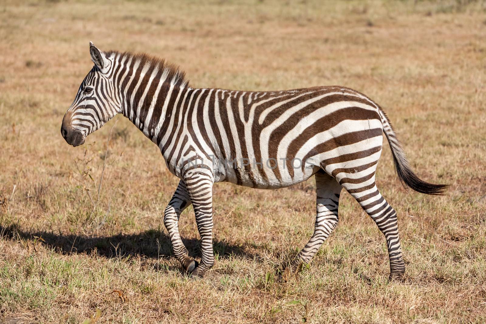Zebra in the grasslands  by master1305
