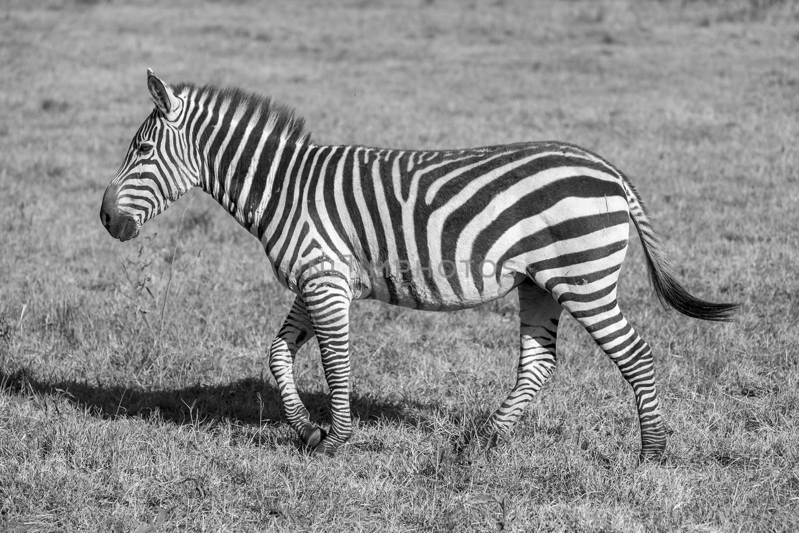 One Zebra in the grasslands, Africa, Kenya