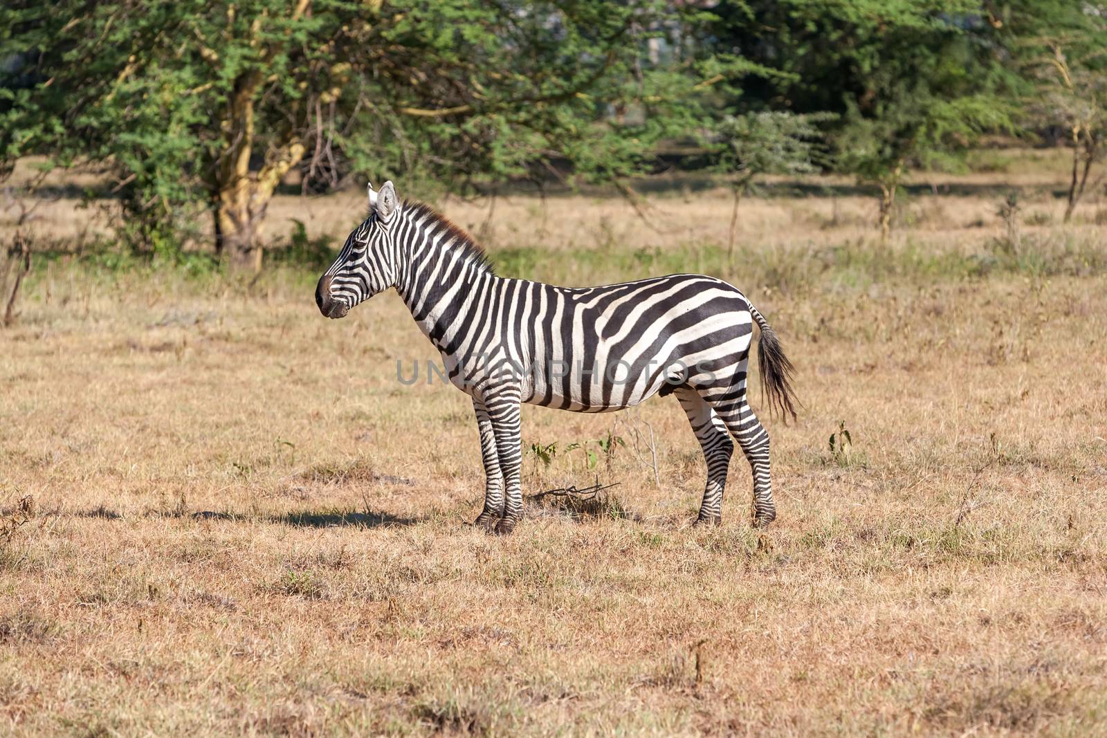 the one zebra in the grasslands, Africa