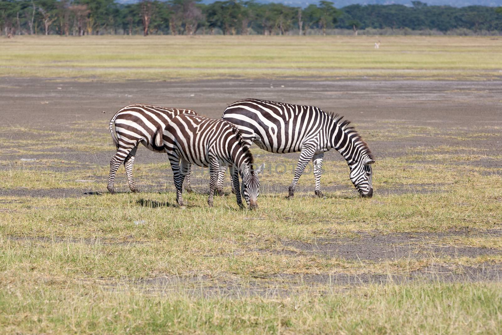 two zebras in the grasslands, Africa. Kenya