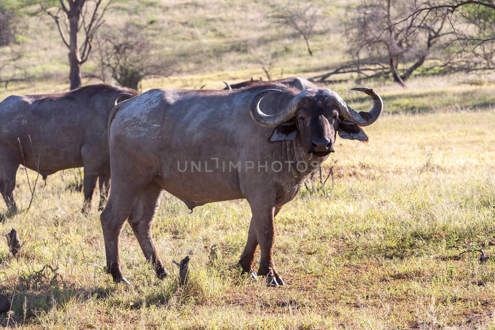 the Wild African Buffalo  in Kenya, Africa