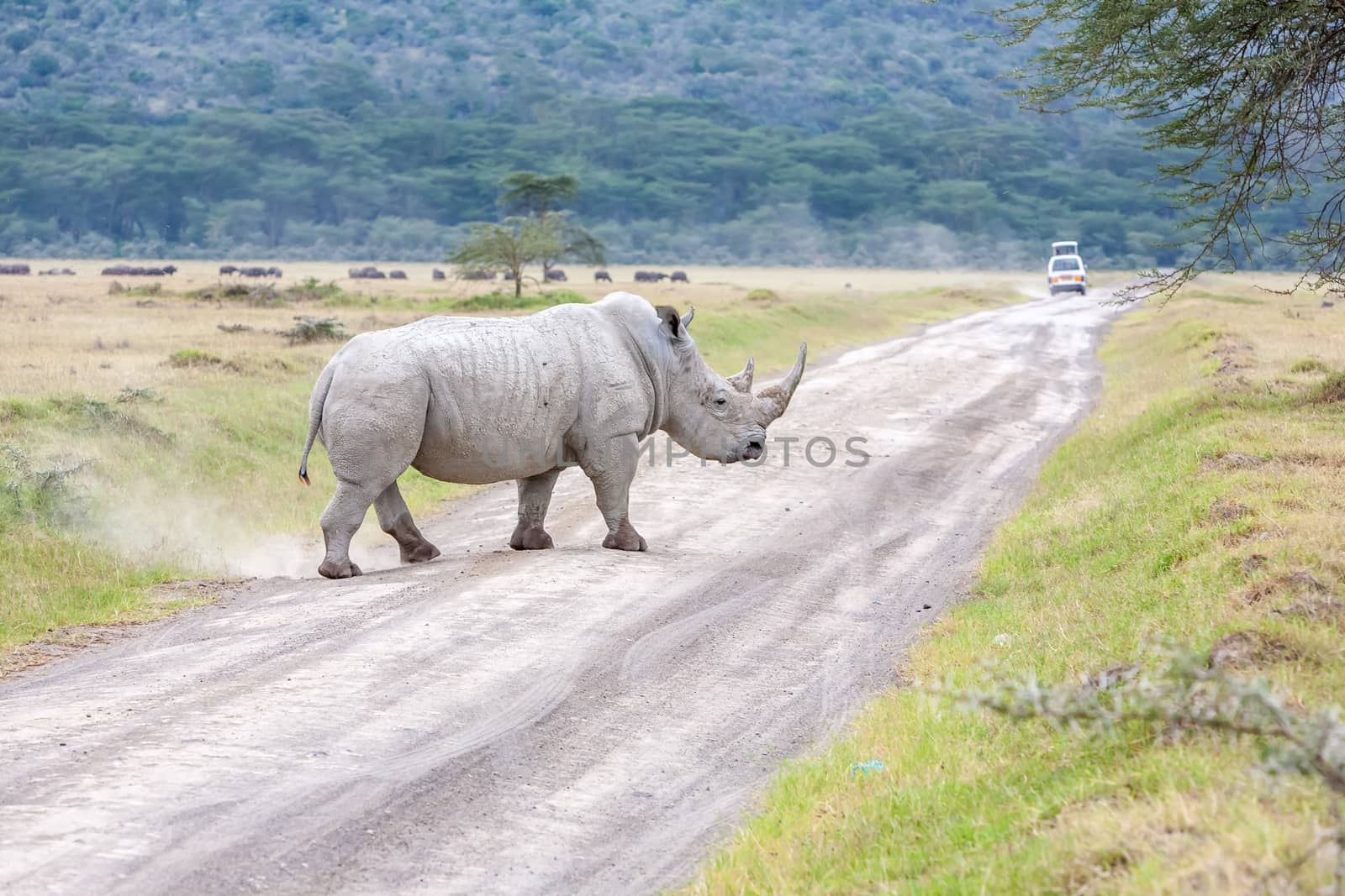 Safari -  white rhino on the background of road in savanna