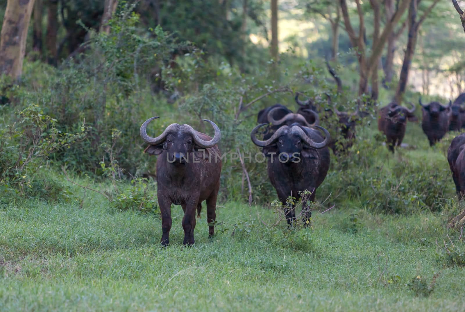 The wild  black African Buffalos in Kenya, Africa