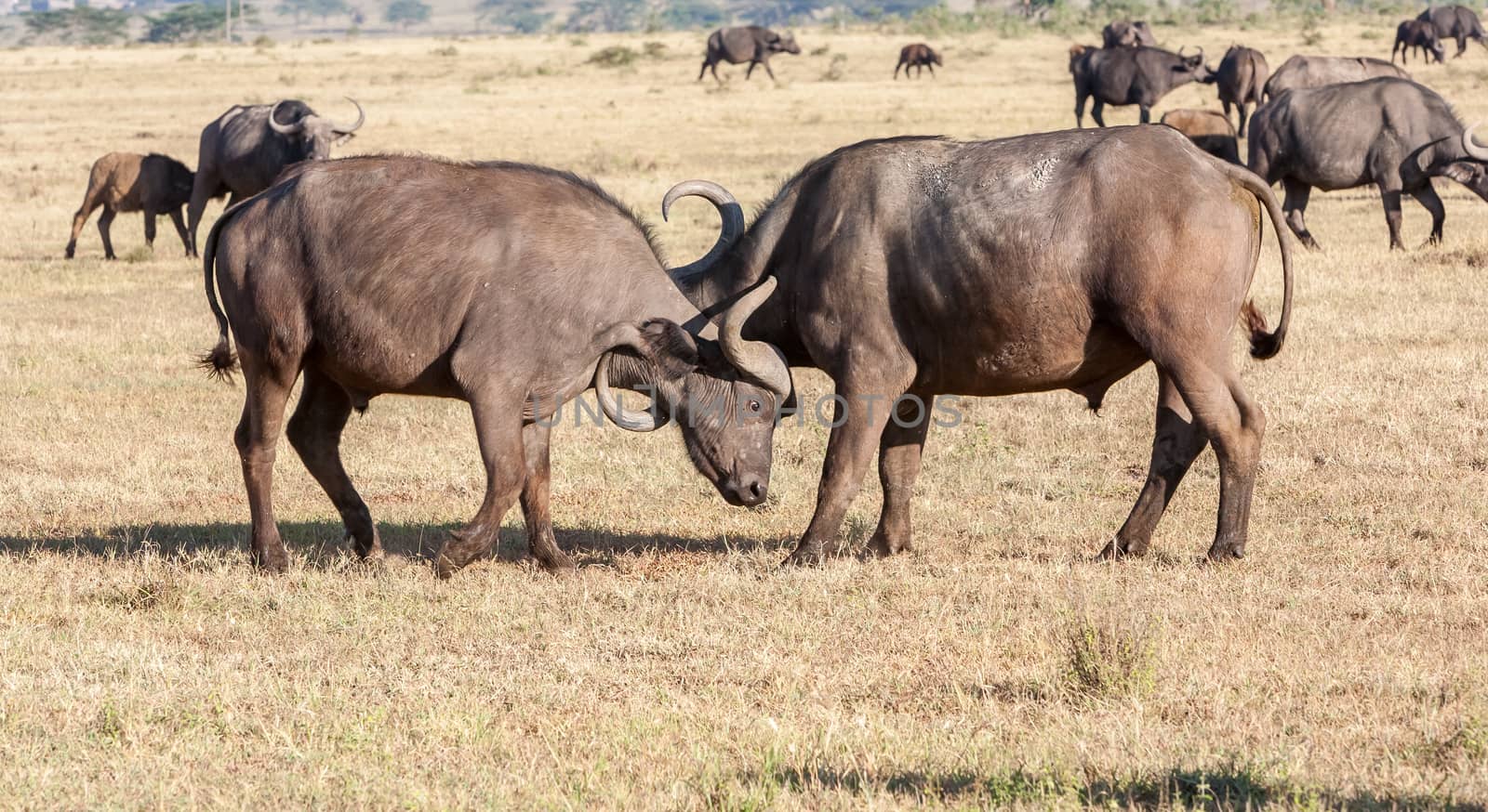 The wild  black African Buffalos in Kenya, Africa