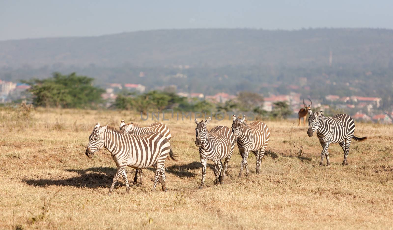 The zebras in the grasslands, Africa. Kenya