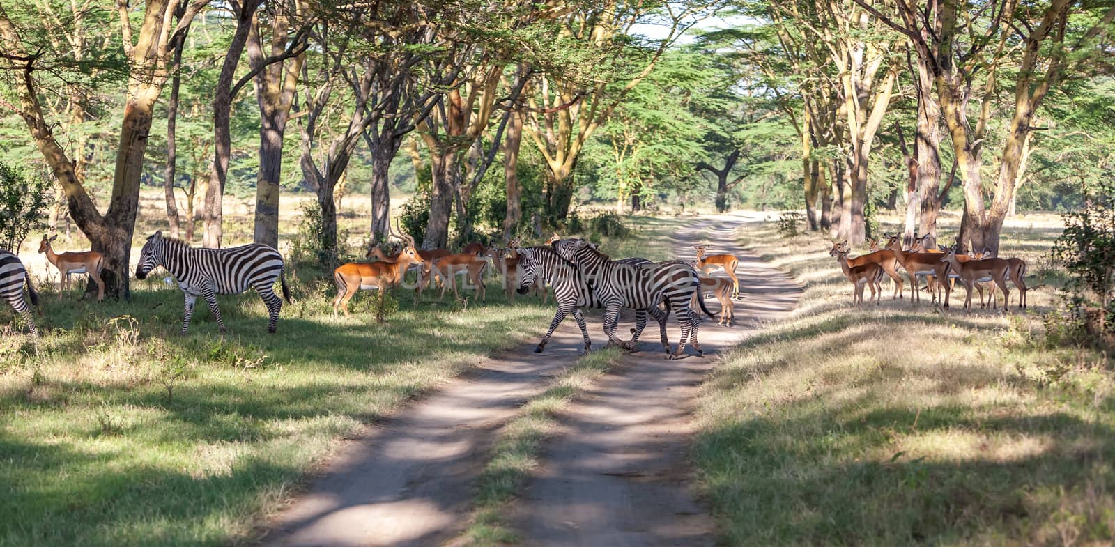 antelopes and zebras on a background of road. Safari in Africa