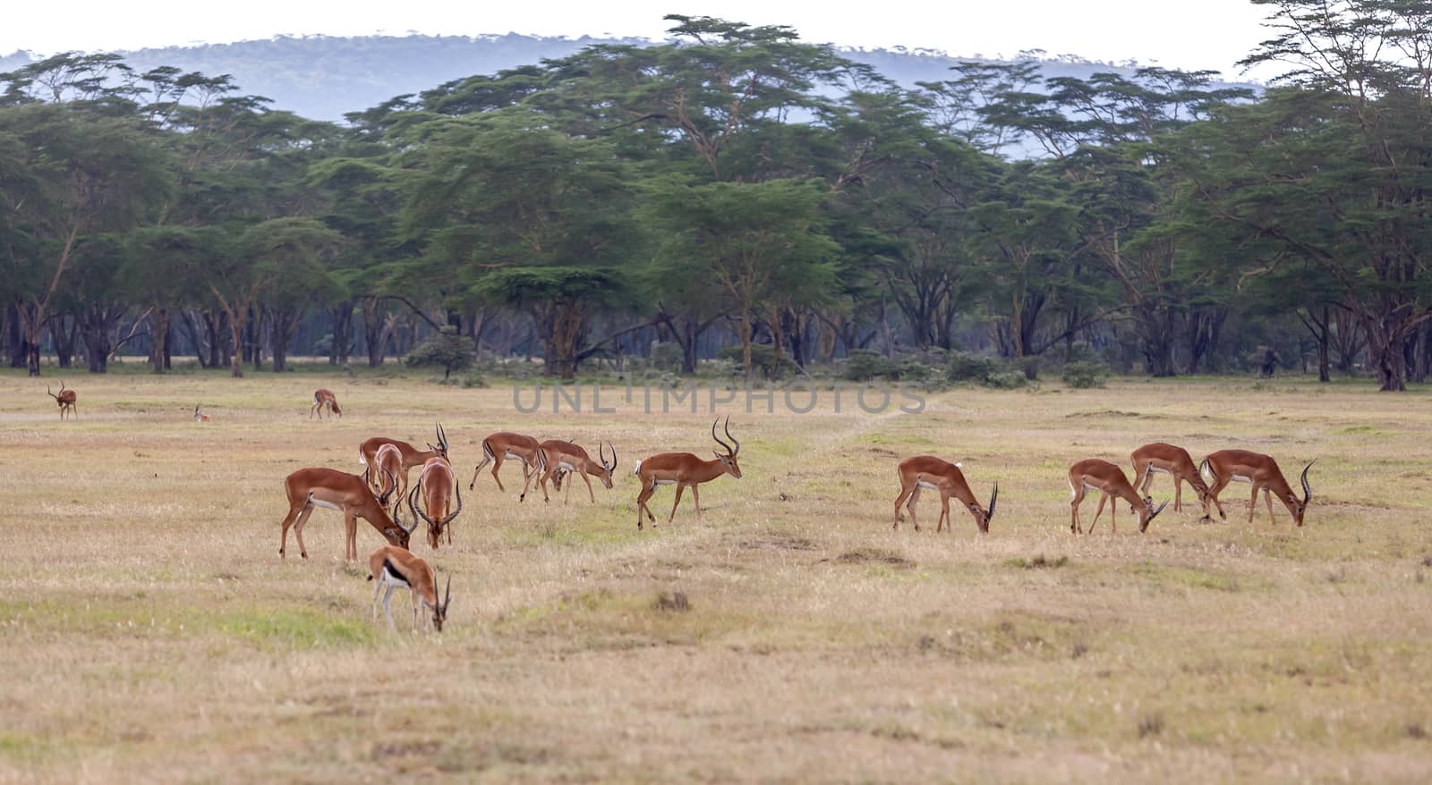 antelopes on a background of grass by master1305