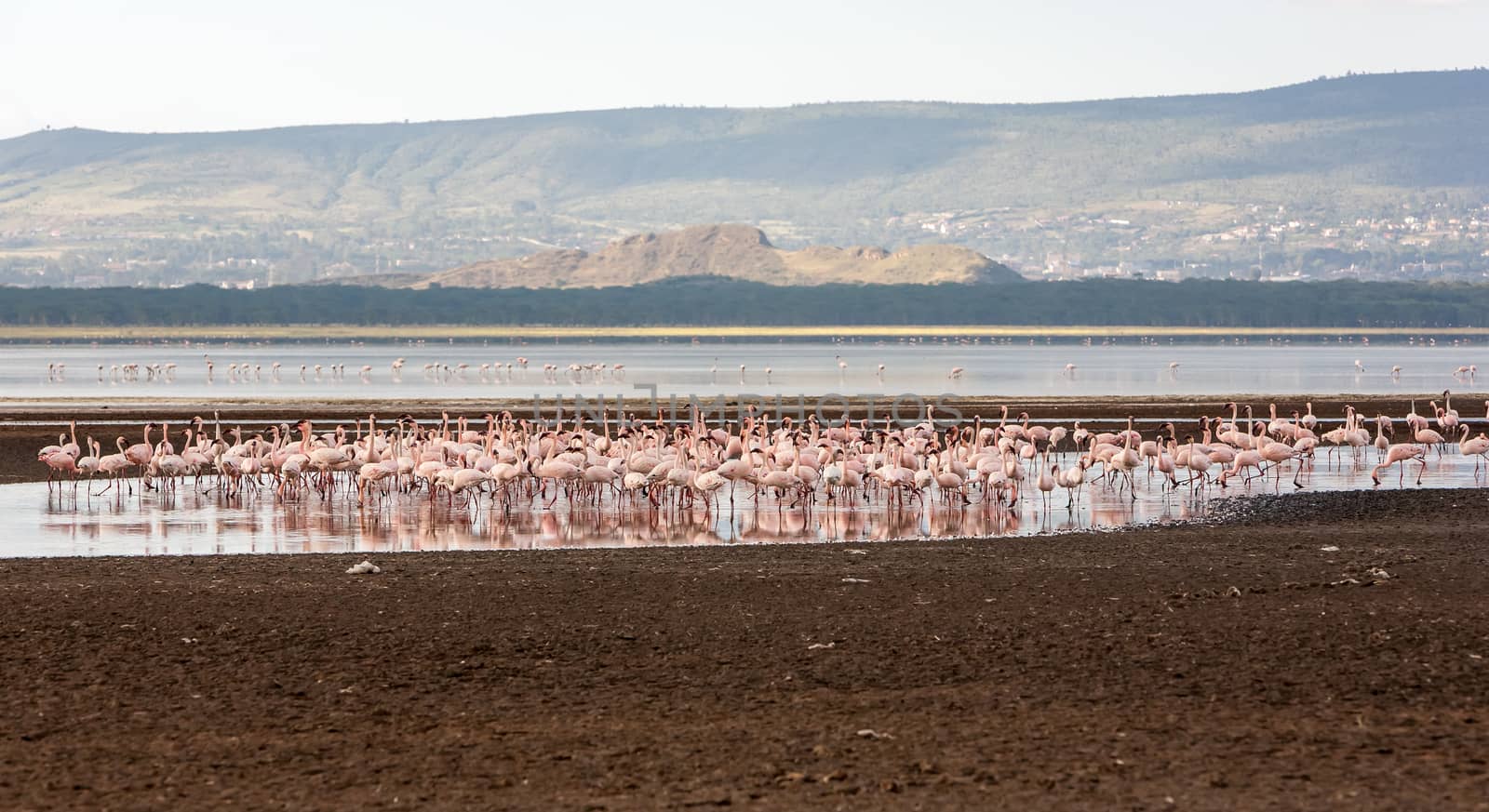 Flock of greater  pink flamingos  by master1305