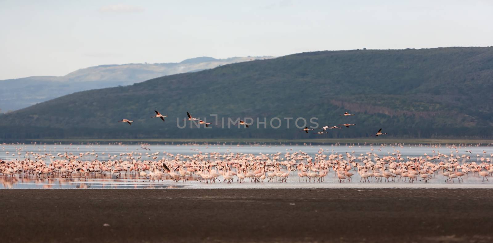 Flock of greater  pink flamingos  by master1305