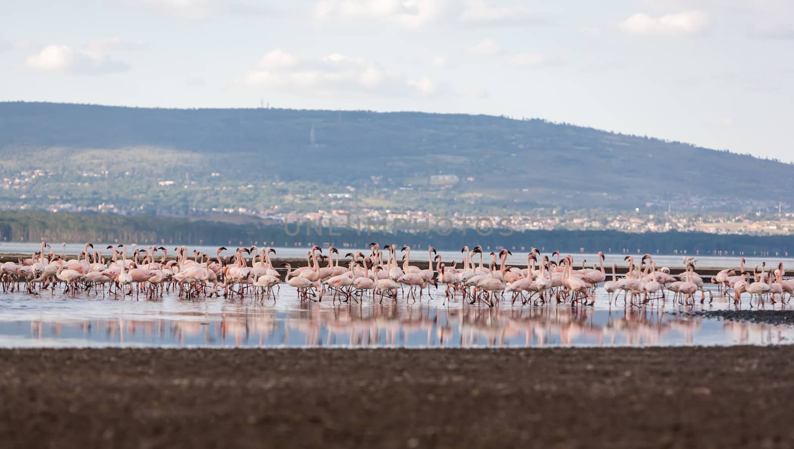 Flock of greater  pink flamingos  in Kenya, Africa