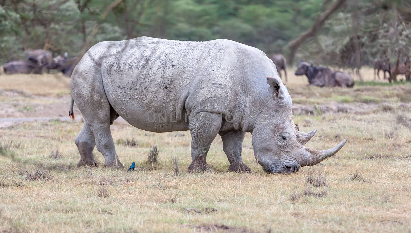 Safari - rhino by master1305