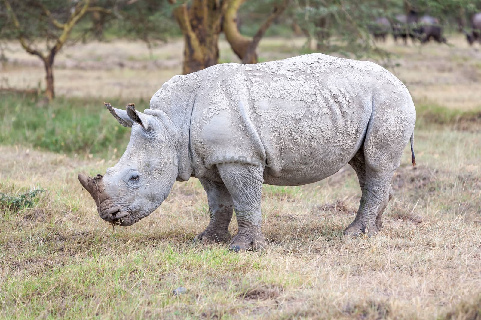 Safari - rhino on the background of savanna