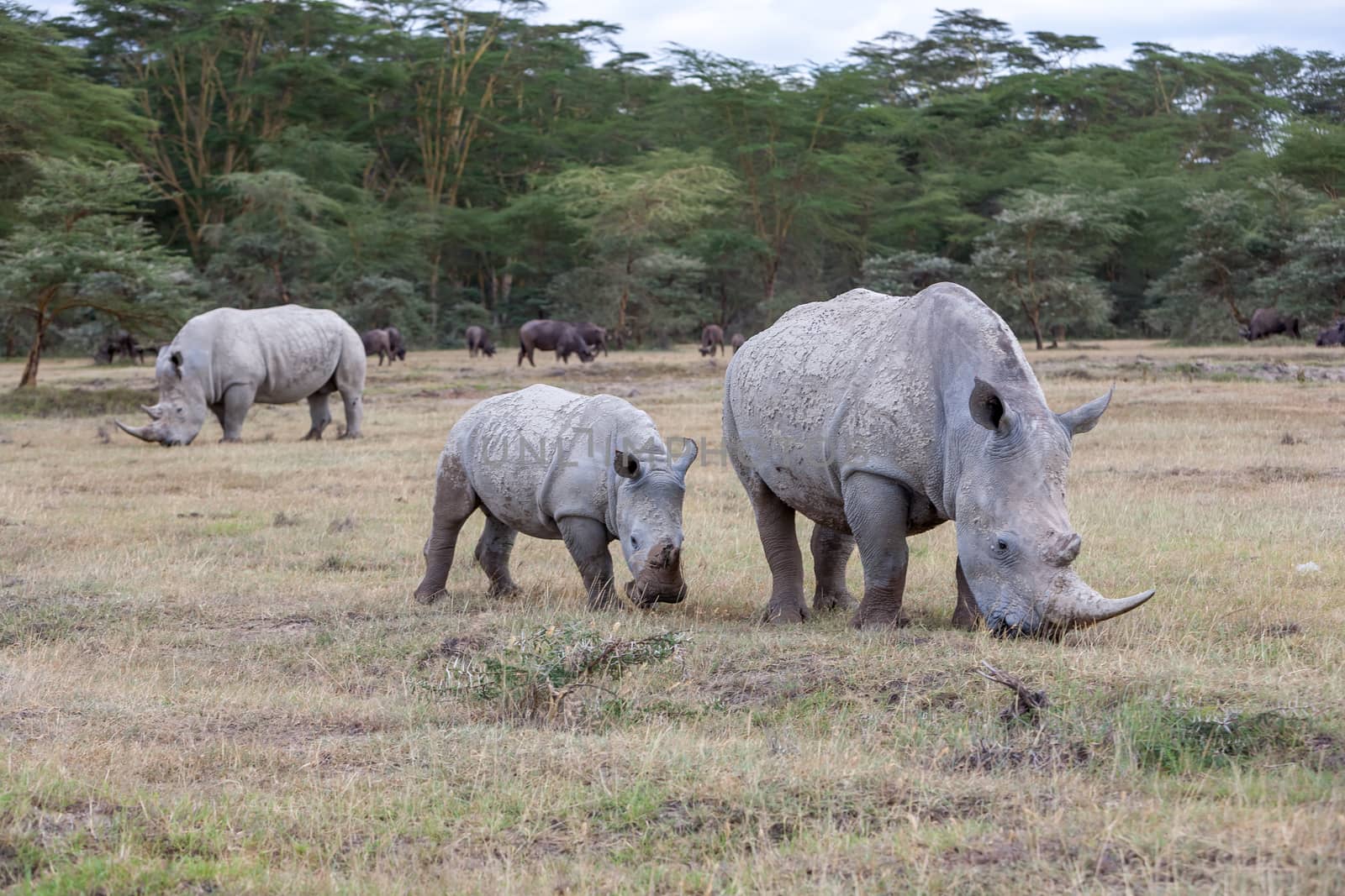 Safari - rhinos on the background of savanna