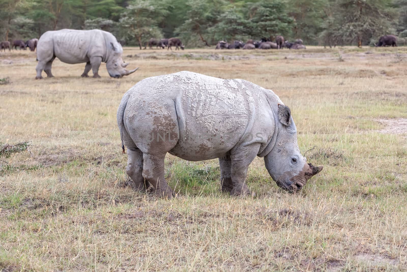 Safari - rhinos by master1305