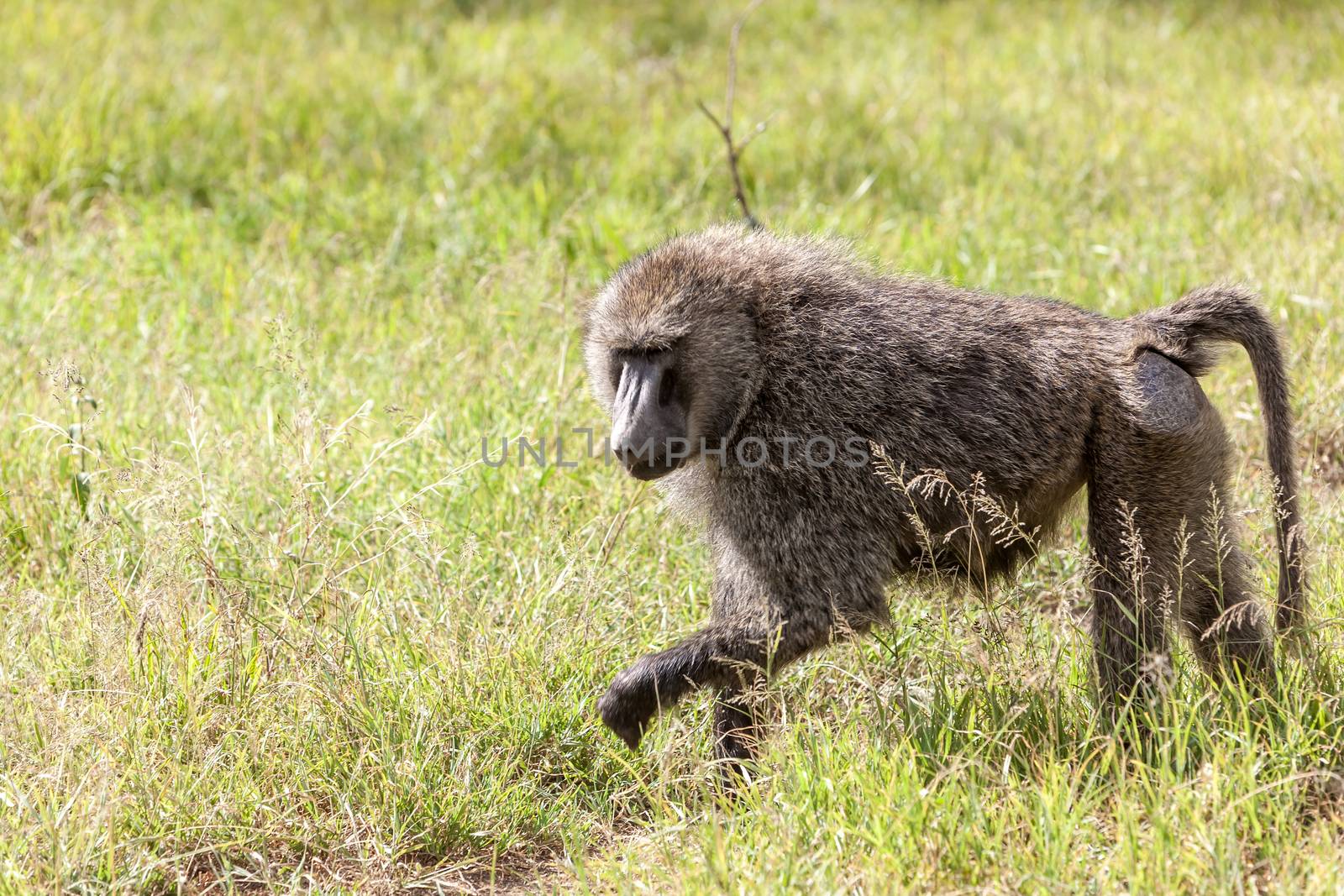 baboon on a background green grass, Kenya, Africa