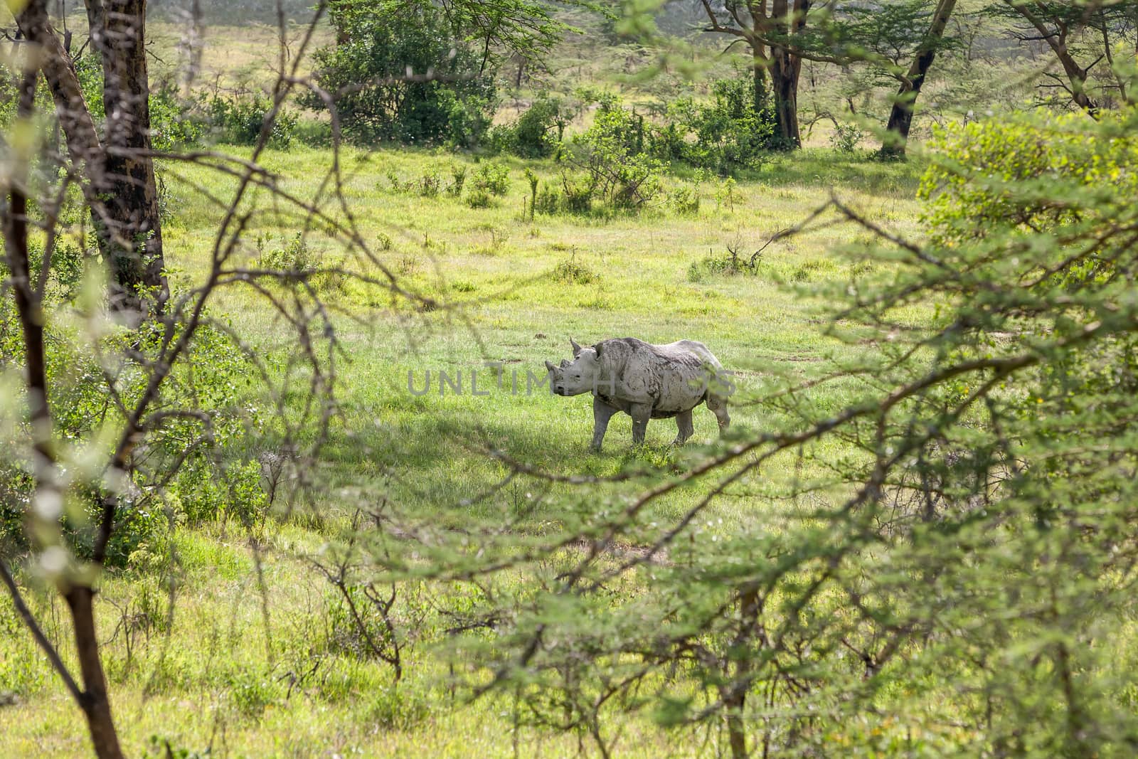 Safari - rhino by master1305