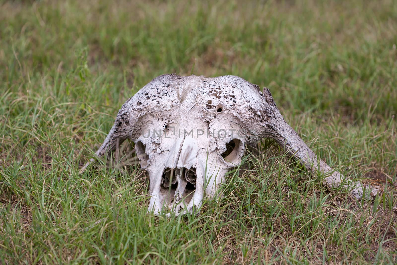 dry buffalo Skull in Savannah,  Kenya Africa