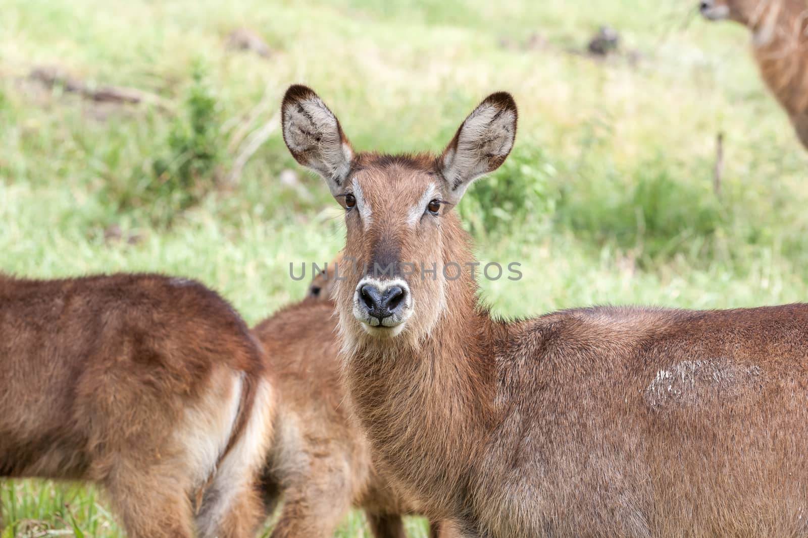 antelope on a background of green grass