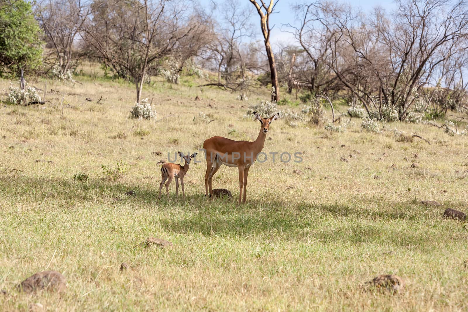 antelope and her cub on a background of green grass