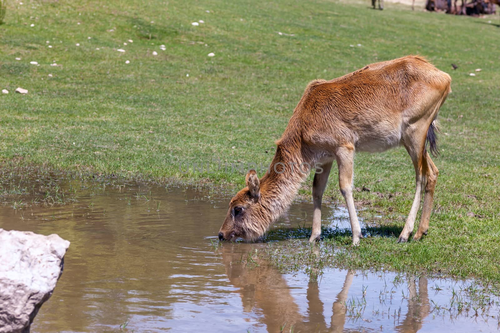 Safari. antelope  drinking water on a background of green grass
