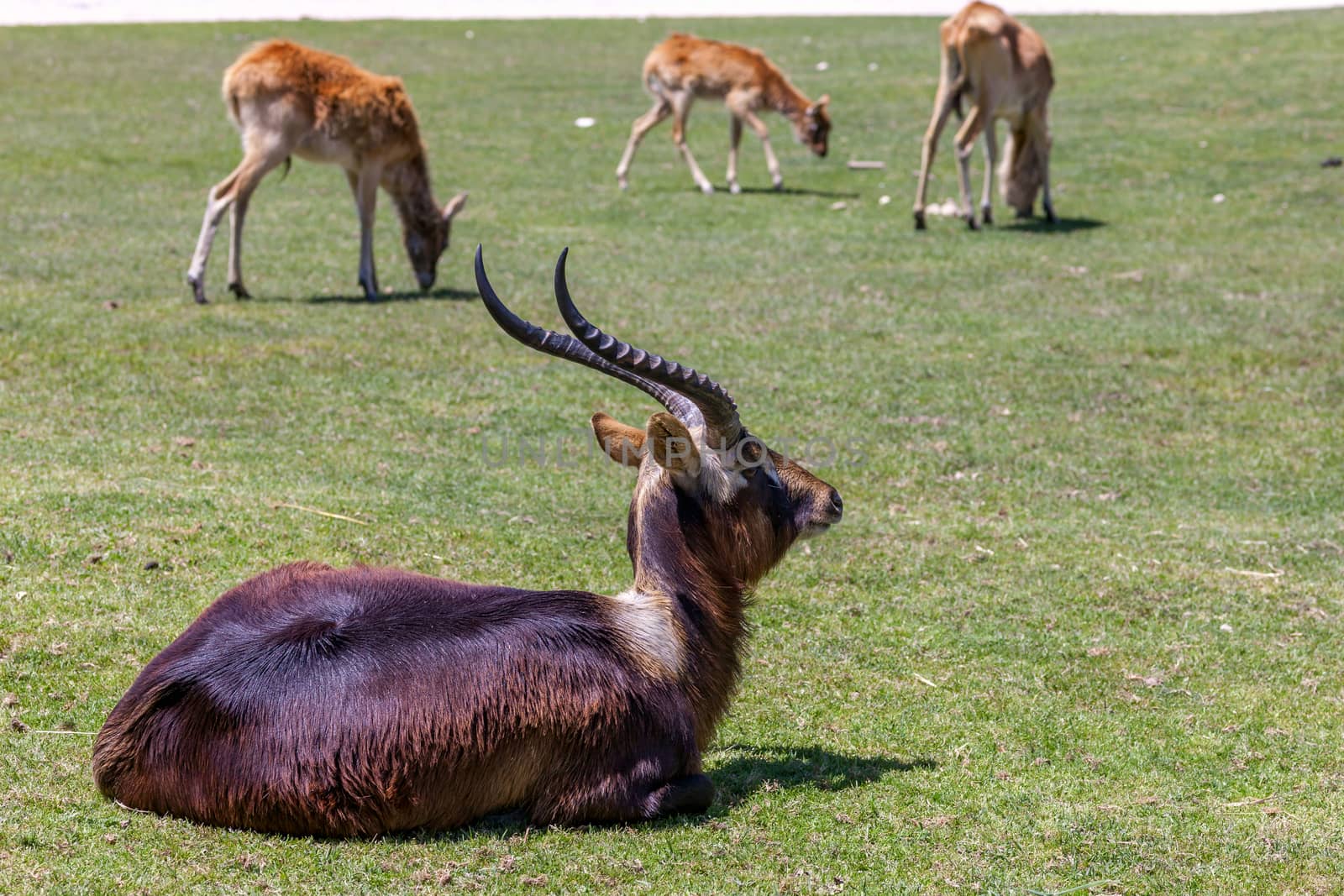 antelope  lying on a background of green grass